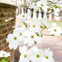 dogwood