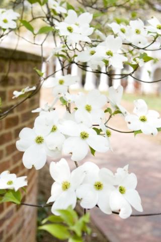 dogwood